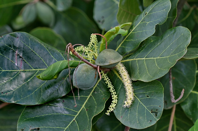 Indian Almond Leaves In Aquarium - An Aquarist Guide - Today Posting