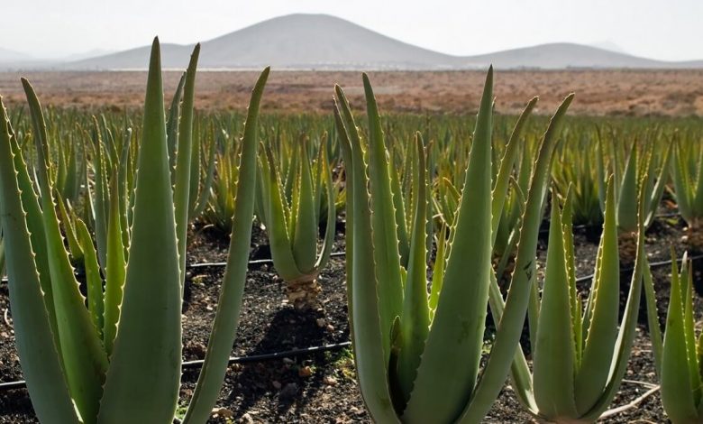 Aloe Vera Farming Business Plan – You can Make Huge Profit