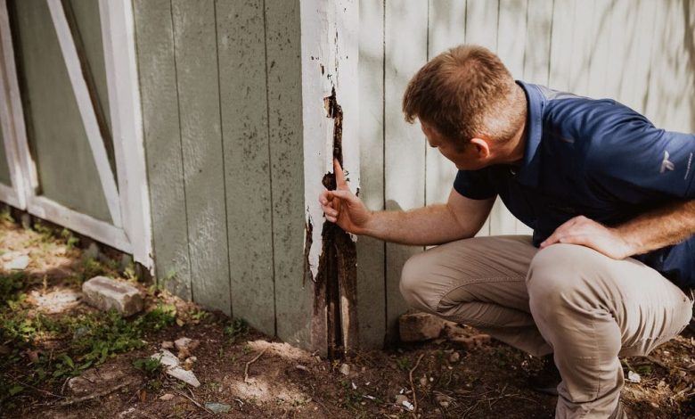 termite inspection