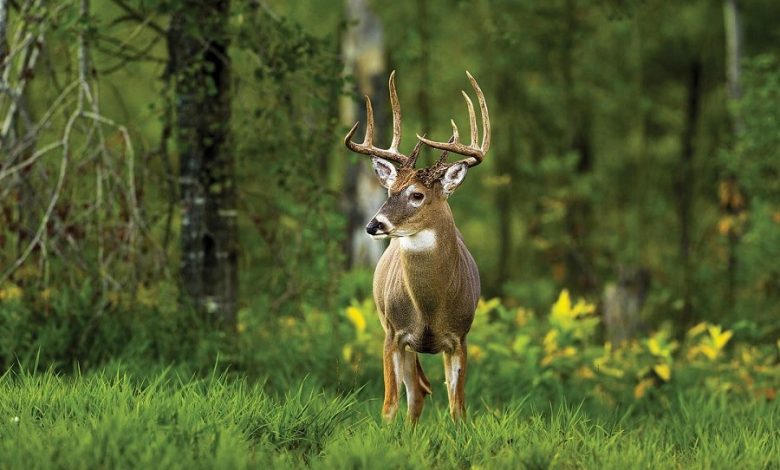 best deer attractants