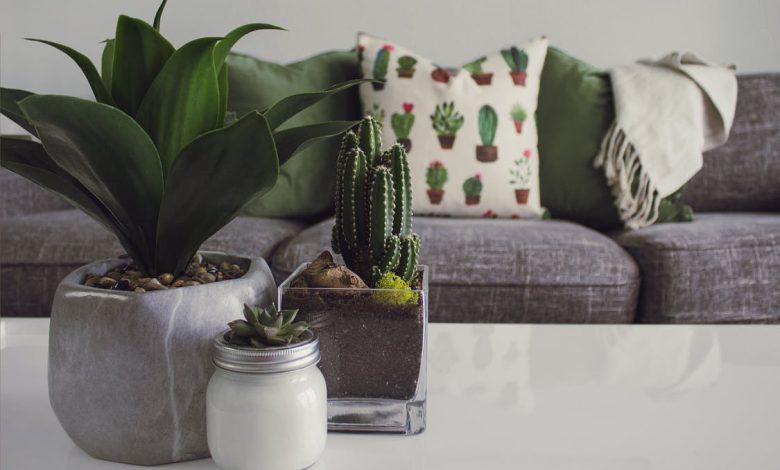 5 Houseplants that Make the Best Gifts