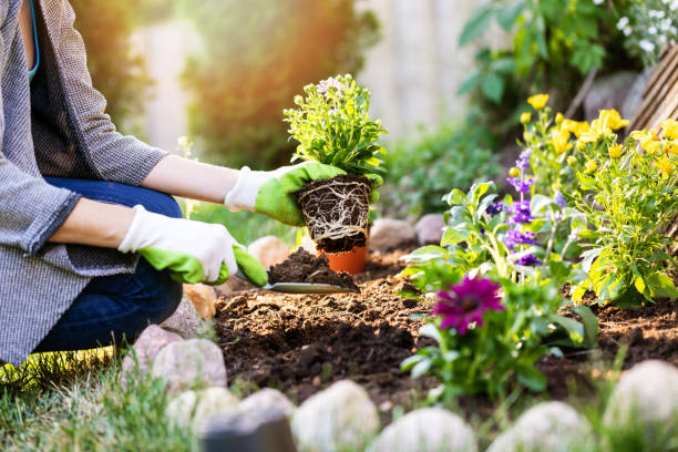 garden plants